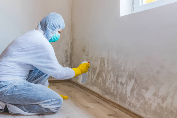 Professional mold removal team in Oxford
